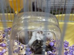 -FAELING PETS美天灵宠物(合生汇店)