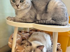 -有喵·猫咖·狗咖·40+猫狗有小奶狗(岗厦店)