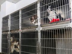 -佑安动物医院·全科·内窥镜中心(幸福巷店)