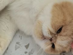 -喵园·猫主题咖啡厅·撸猫·猫咖(国贸店)