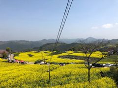 -桑洲油菜花景区