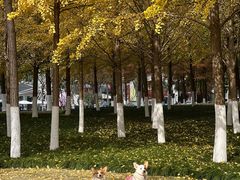 -西北湖绿化广场