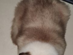 -瑞鹏宠物医院·骨科·猫科·内科(第一中心)