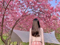 -天适樱花悠乐园