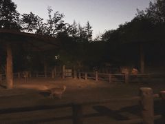 -清迈夜间动物园