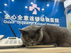 -全心全意连锁动物医院·微创中心·内科急重症·心脏专科(丰管路店)