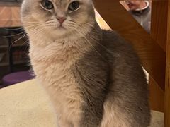 -MOCHA明星猫咖(田子坊店)