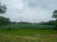 -盘龙城国家考古遗址公园