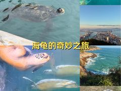 -广东惠东海龟国家级自然保护区