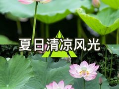 -荔湾湖公园
