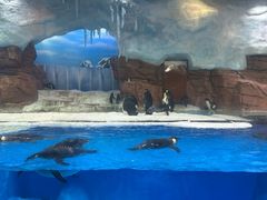 -海合安成都极地海洋公园