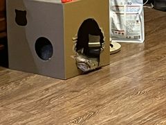 -天宠宠物医院24小时·急重症诊疗中心·全科·腔镜特色(和平分院)