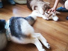 -Husky Go! 哈士奇体验馆·宠物咖啡厅狗咖