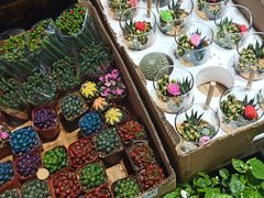 -循礼门鲜花花市(武汉循礼门店)