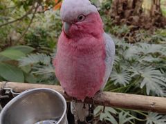 -南宫五洲植物乐园