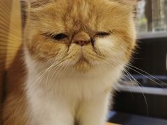 -more than meow吴止猫主题餐厅(承德 中船汇店)