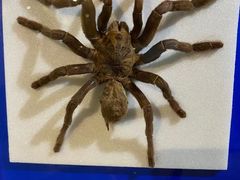 -上海昆虫博物馆