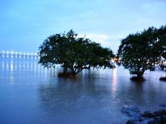 -宝安西湾红树林湿地公园