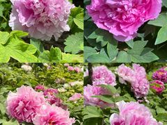 -洛阳郁金香牡丹园