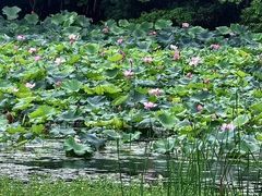 -艾溪湖湿地公园