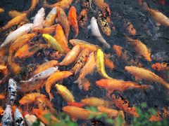 照片&nbsp;079-沈阳植物园