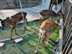 -北京鹿世界主题园