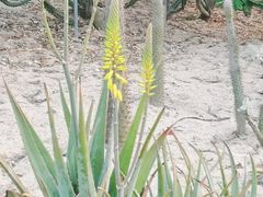 -东莞植物园