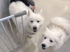 -共舞时光猫咖·狗咖(新街口店)