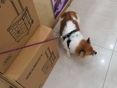 -天宠宠物医院24小时·急重症诊疗中心·全科·腔镜特色(和平分院)