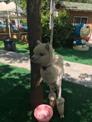 -萌宠亲子动物乐园(槐房万达店)