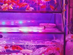-武汉花鸟市场