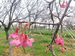 -天适樱花悠乐园