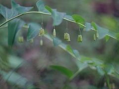 -素山寺森林公园
