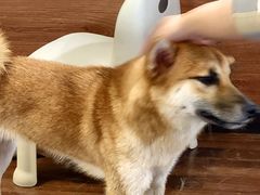 -柯斗斗主题餐厅·狗咖·围炉煮茶·茶饮(国瑞升平里店)