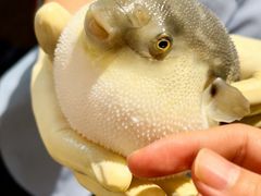 -肆月河豚·淮扬菜·湘菜(华天店)