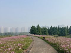 -洋湖国家湿地公园