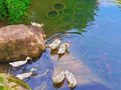 -逸廊大堂吧-下午茶·简餐-千岛湖自由洲际殿