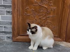 -福尔喵斯探案馆实景搜证·沉浸式剧本杀