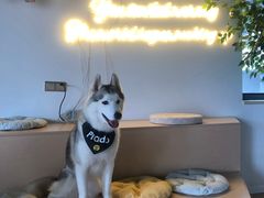-Husky Go! 哈士奇体验馆·宠物咖啡厅狗咖