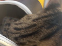 -凯瑞希宠物医院·狂犬免疫·微创·皮肤科