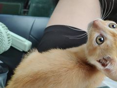 -安安宠医宠物医院·异宠·犬猫内科(岳阳分院)