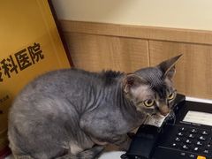 -瑞派宠物医院·24h·骨外科·皮肤科·全科宠物医疗转诊中心(沈阳浑南院)