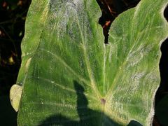 -塔川景区