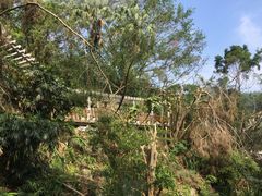 -银湖山郊野公园-相思林