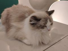 -飞行喵MR PILOT|猫舍·猫咖(静安大融城店)