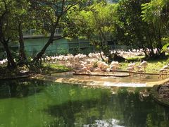 -新加坡飞禽公园