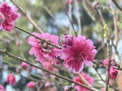 -桃花涧
