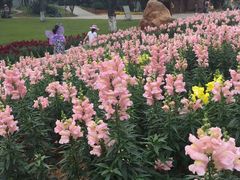 -松山湖梦幻百花洲