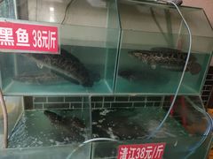 -川派鲜鱼火锅