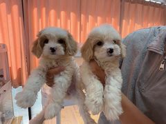 -翊宠yipet猫狗购宠庄园犬舍•猫舍